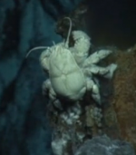 crab