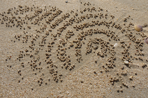 crabs