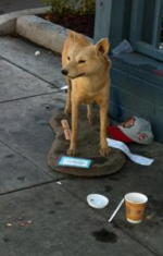 dingo2
