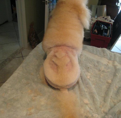 dog