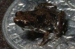 frogdime