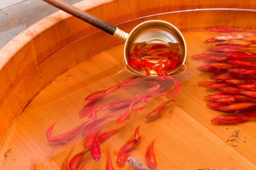goldfish