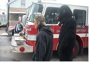 gorilla