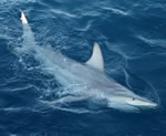 hybrid-shark