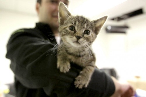 kittenbuzzfeed