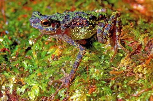 rainbow-toad-110714-02