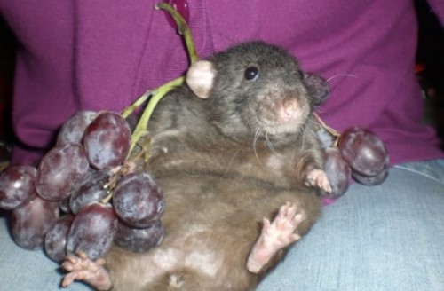 rate my rat