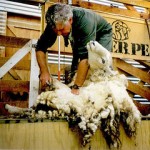 sheep