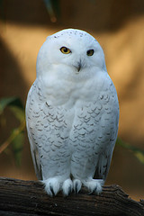 snowyowl