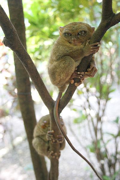 400px-Tarsius_Syrichta-GG