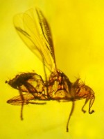bat-fly