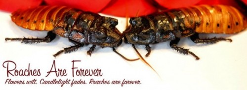 bronx-zoo-roach-580x213