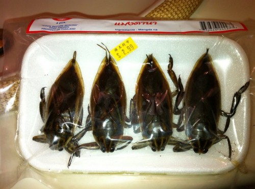 bugs