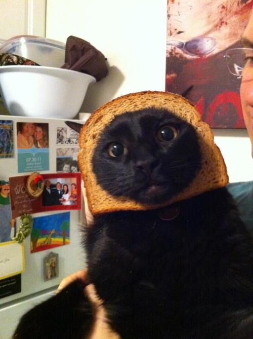 cat breading