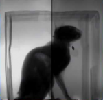 cat x-ray