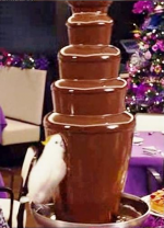 cockatiel