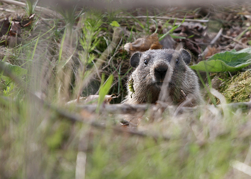 groundhog