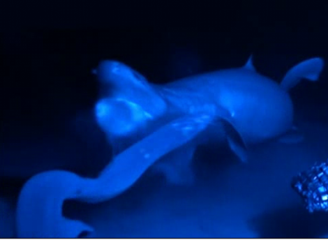 hagfish