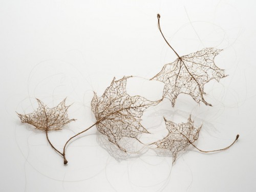 leaves