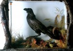 raven