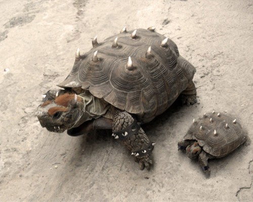 real-life-bowser