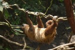 sloth