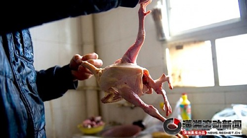 4leggedchicken