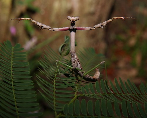 750px-Praying_mantis_in_defense_pose