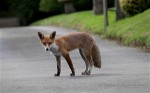 aslet_foxes_1967957c