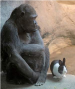 gorillabunny