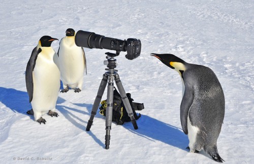 penguins