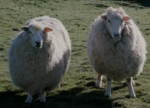 sheep