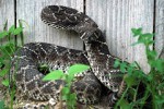 snake