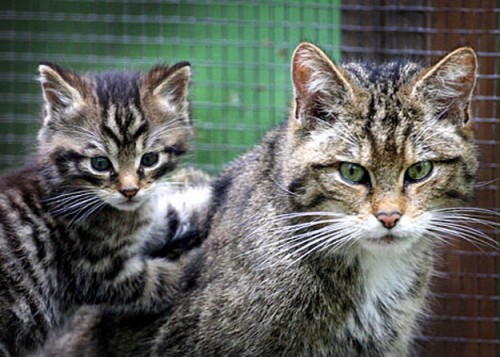 wilcats