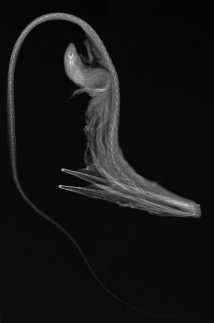 Xray8_0.preview