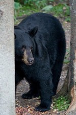 bear