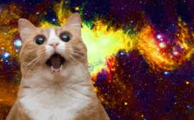 bestcattumblrs-275x171