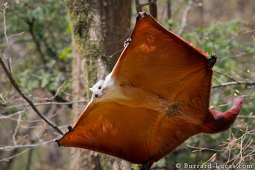 flying squirrel