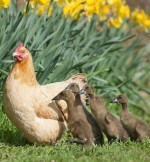 hen