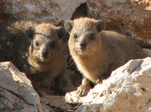 hyrax-mammal-arik-kershenbaum