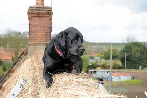 roof dog