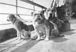 titanic-dog