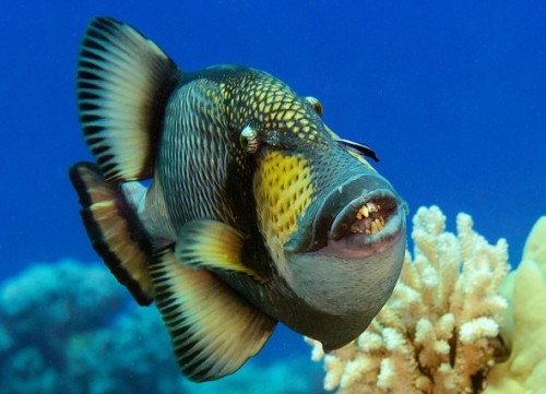 triggerfishface