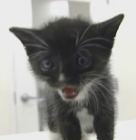 wallkitten