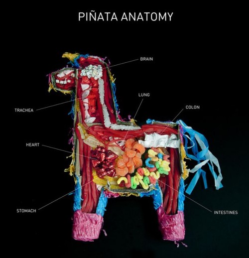 anatomy