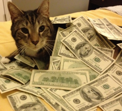 cash cat