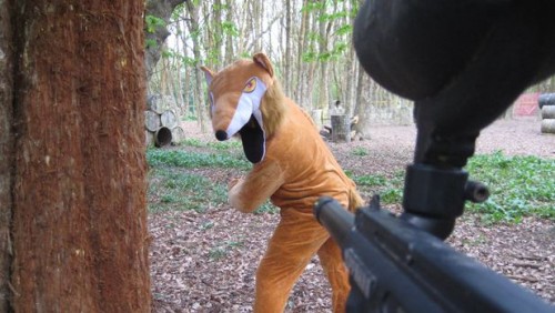 fox hunting
