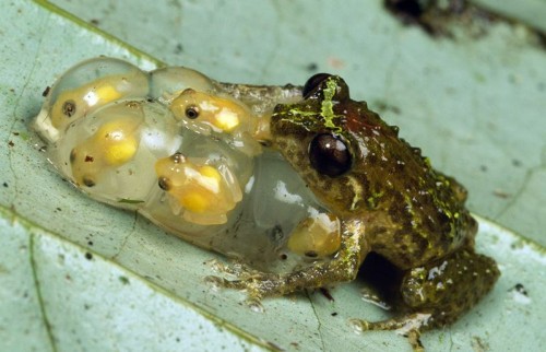 be still like a frog be still like a frog