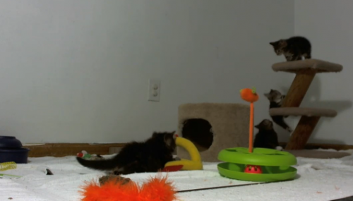 kittencam