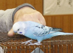parakeet